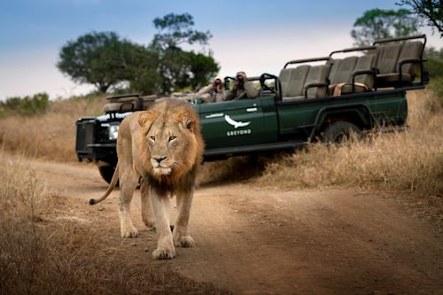 Outdoor Campaign /O - South-Africa-Phinda-Private-Game-Reserve-Lion-Game-Drive