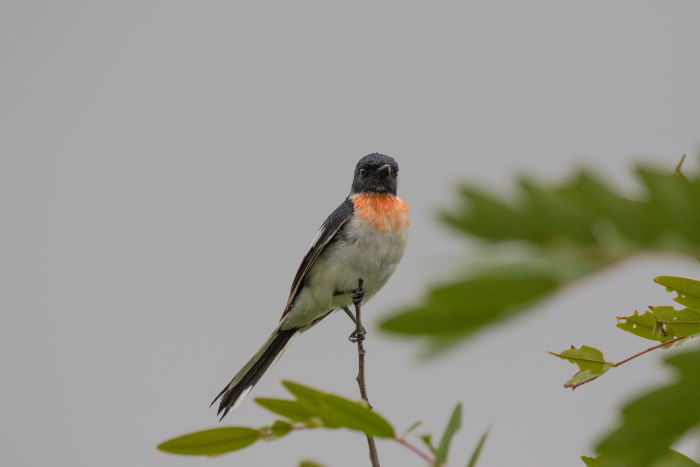 White-bellied Minivet (Pericrocotus erythropygius)