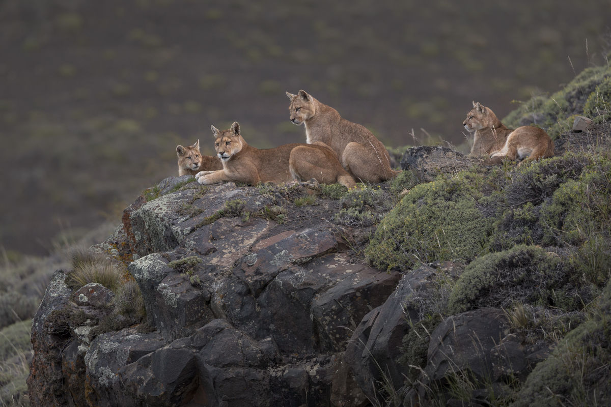 Pumas in Torres del Paine National Park: Pumas are distributed in six different subspecies throughout North and South America. In the past, they populated the Americas almost without a gap, but their population has now declined sharply.  German photographer Ingo Arndt has been following them in Chile for many years.