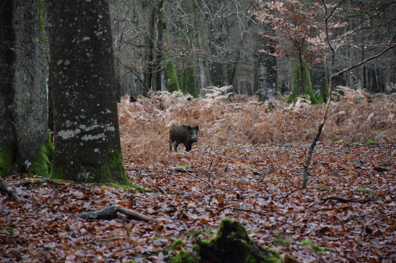 !!! Alexis Rousseau - Eine französische Passion: die Drückjagd H/ - Wildschwein DSC_0236