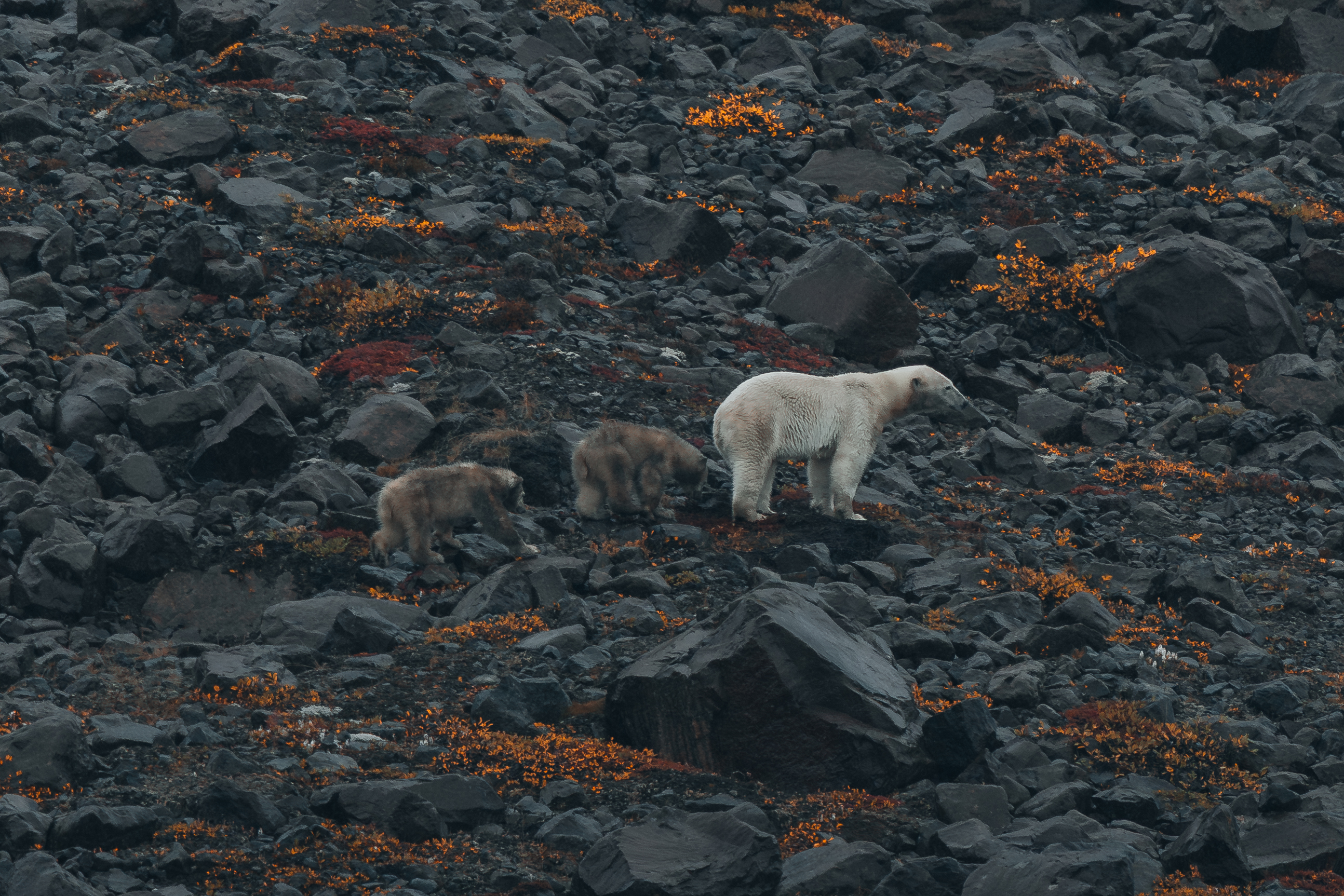 Quark Expeditions – Interview with Annie Inglis - /O - GALLERY - ROW 2