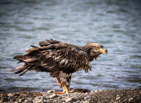 Greatest Wildlife Spectacles: Nature Explorer Mick Dees - bald eagle out of the water