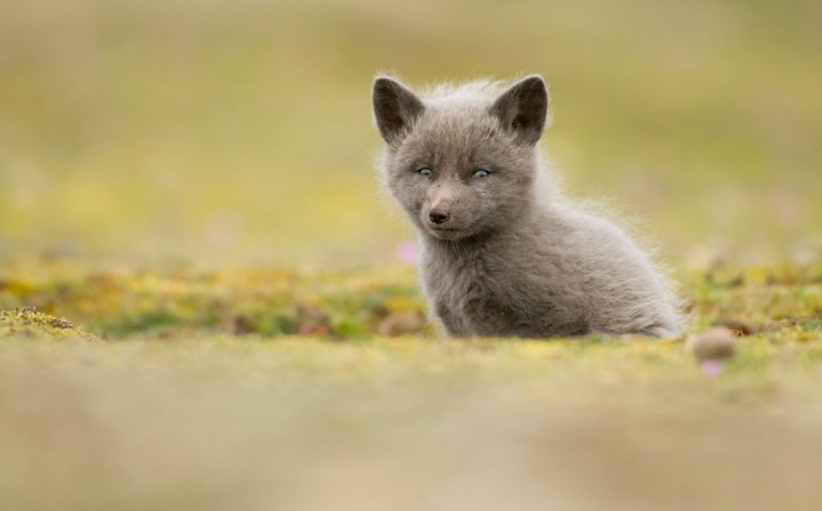 Red fox by Ben Knoot