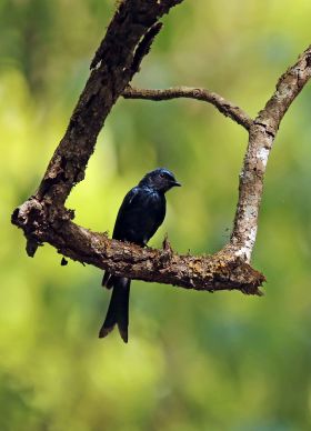 Bronzed Drongo