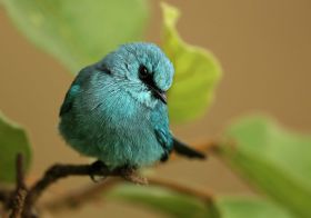 !!! Verditter Flycatcher - a winter migrant to the forests adjoining the beach, Surya Ramachandran