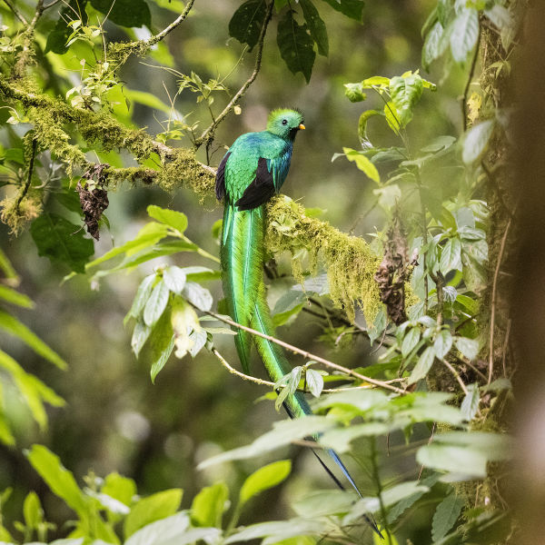 Giant-Wren Los-Limones-San-Marcos-Guatemala 2023 034