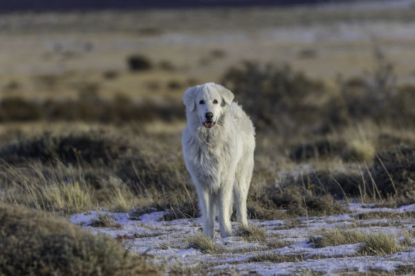 Pumas living in co-existence with livestock