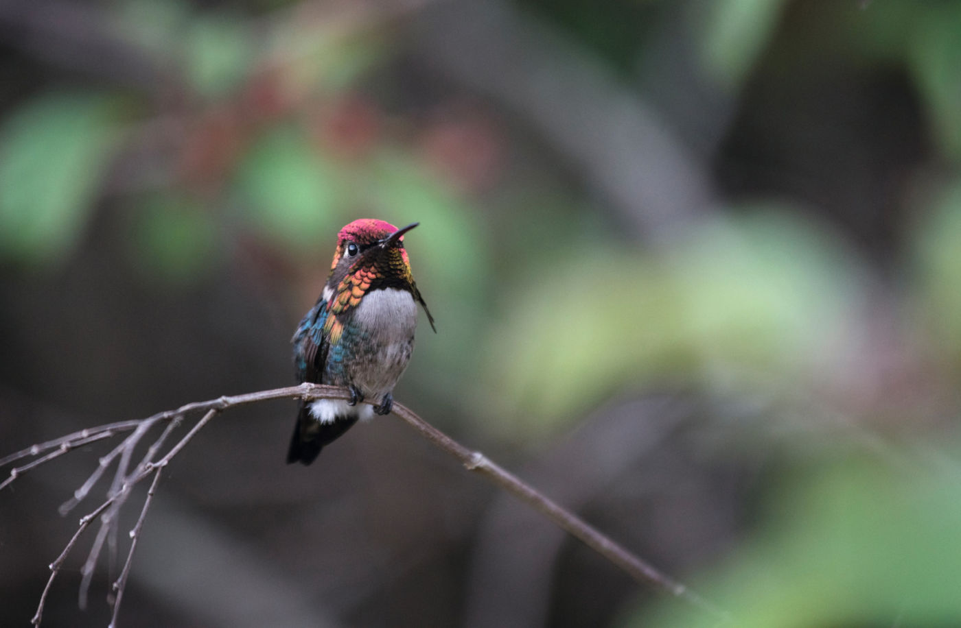 Bee hummingbird (Mellisuga helenae) male in breeding colouration, Cuba, Endemic