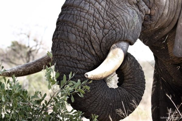 !!!elephant Kruger National Park by Sabrina Colombo