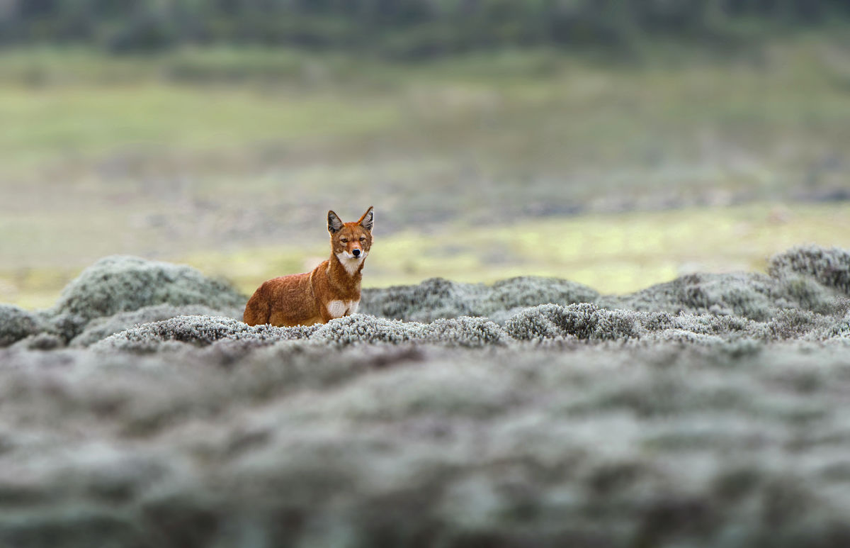 Äthiopischer Wolf