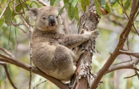 Koala aus