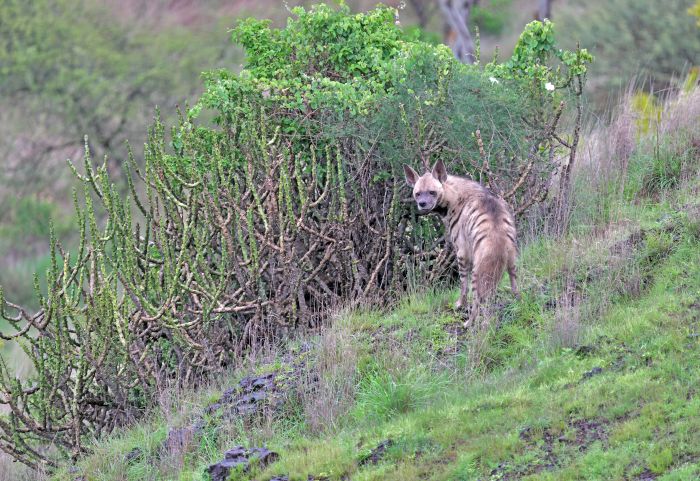Striped Hyena Pune-SharpenAI-Softness