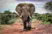 Elephant by Sabrina Colombo South Africa