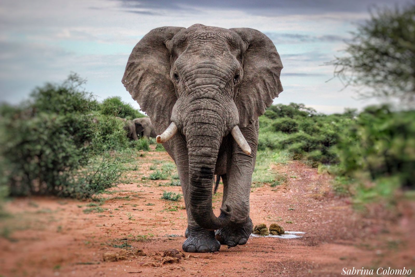 Elephant by Sabrina Colombo South Africa