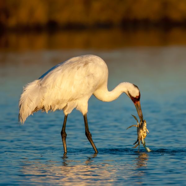 Adult Whooping Crane during Winter in Marshland - Credit Agami Photo Agency on Shutterstock
