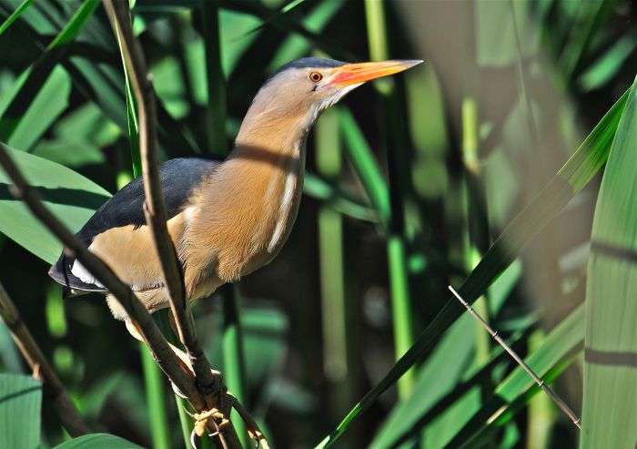 Little Bittern (Ixobrychus minutus) by Frederic Lamouroux