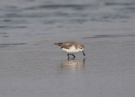 WEB-SpoonbilledSandpiper-4