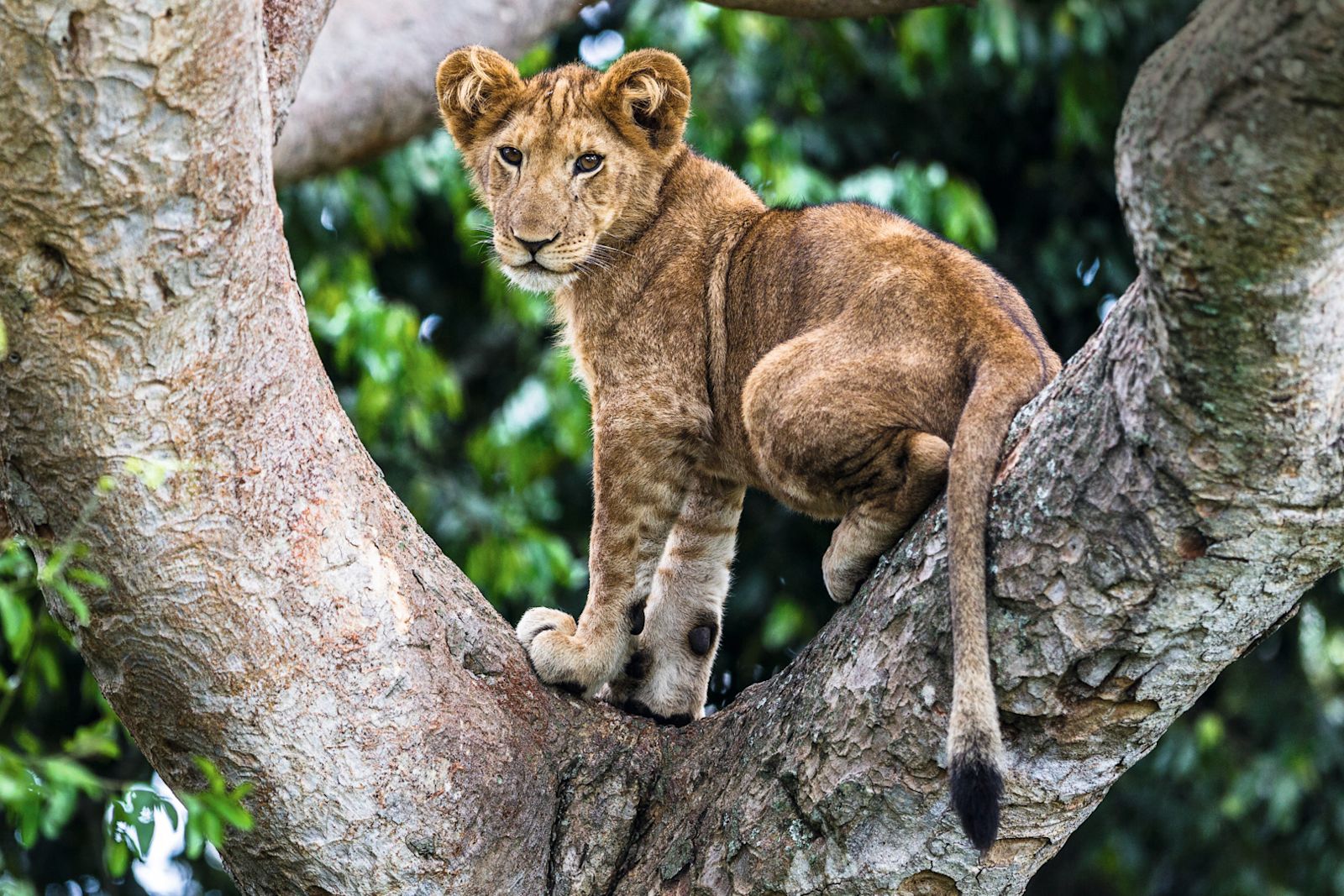 CLOSER Birding Outdoor 2022
Lion (Panthera leo) cub up a tree - only three populations of lions are known to do this habitually,Ishasha Sector,Queen Elizabeth NP,Uganda