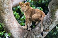K22 mauritius images 09204364 Lion 1676461 (Panthera leo) cub up a tree