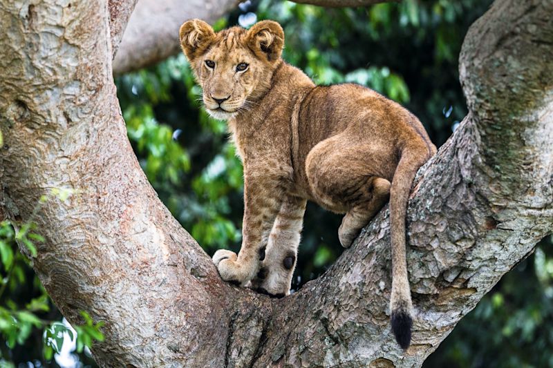 K22 mauritius images 09204364 Lion 1676461 (Panthera leo) cub up a tree