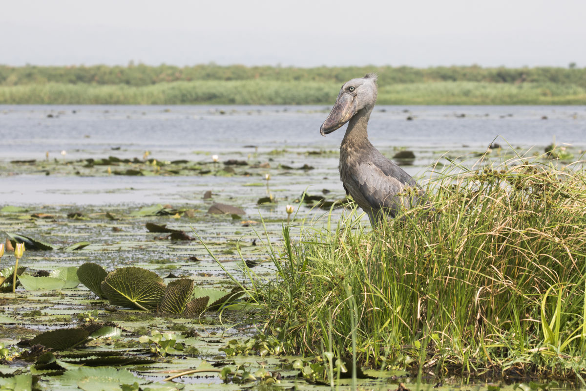 !!!, Uganda, RickBateman