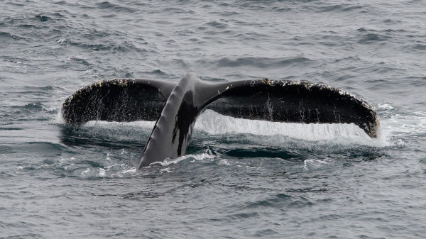 !!! Humpback whale fluking Dan Brown PC120304 (1)