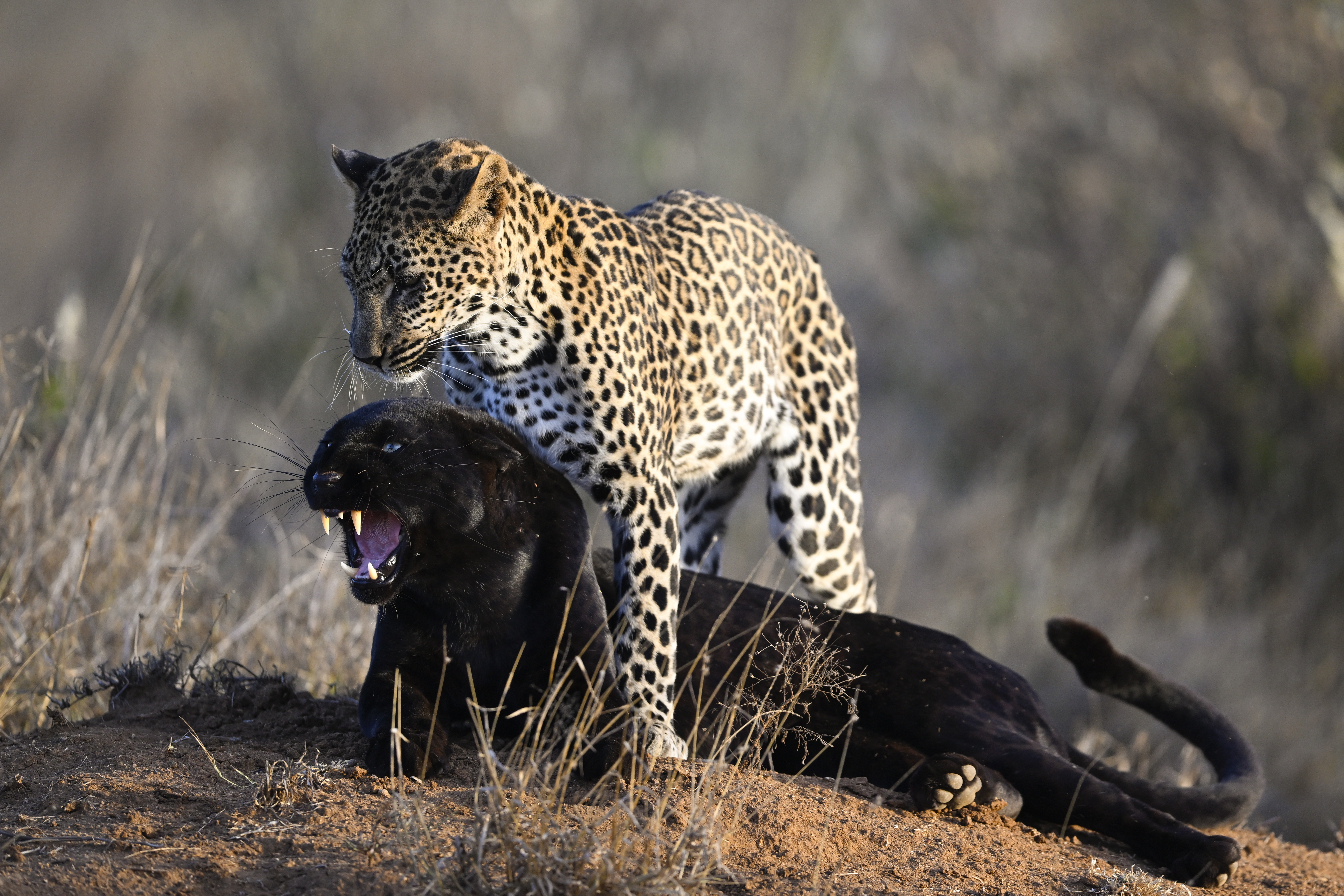 Giza - Black panther in India - Alexander Ley /O - Gallery - ROW 1