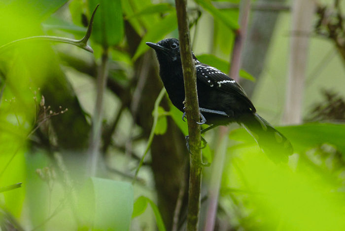 Swarovski Optik Outdoor Nature Brasilian wildlife Binoculars spotting scopes