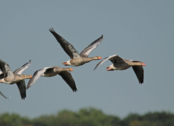 Graylag Goose