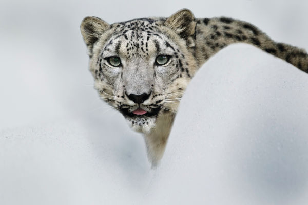 New perspectives – Tajikistan snow leopard