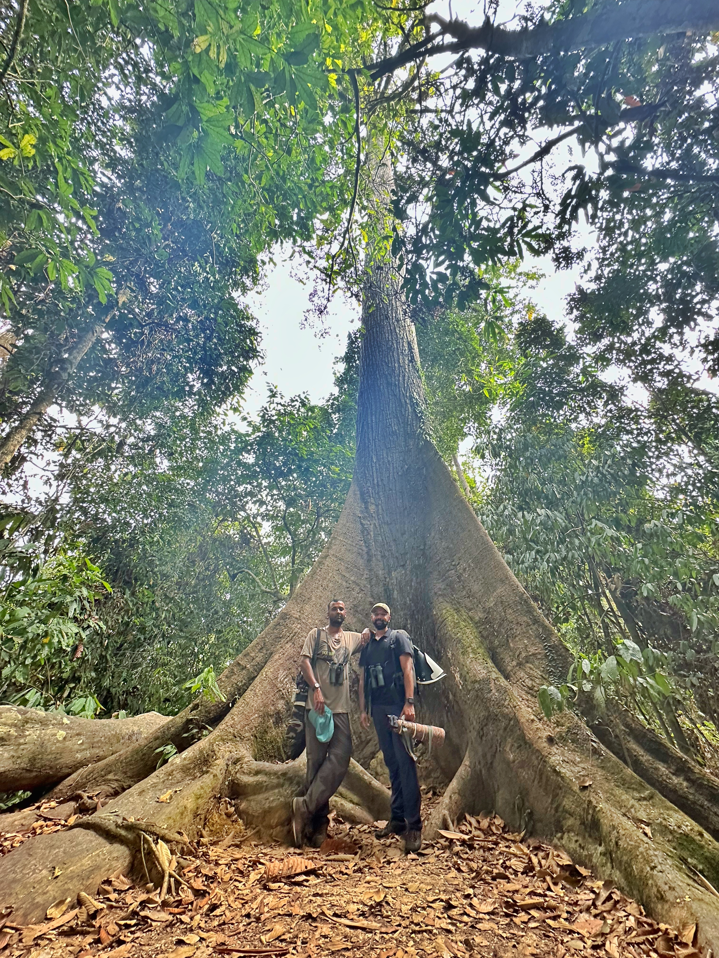 !!!Vedant and Surya trying to add scale to a Sepilok giant Dipterocarp - Surya Ramachandran and Vedant Thite