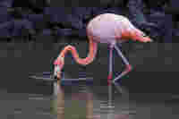 Galapagos American Flamingo