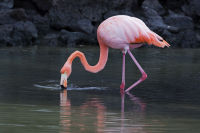 American Flamingo