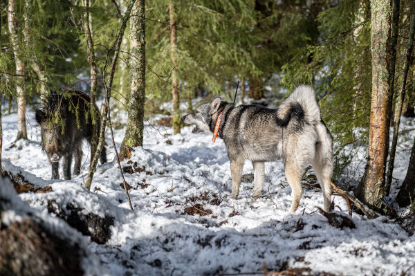 Schwedischer Elchhund bei der Jagd, Jagen mit Jämthund