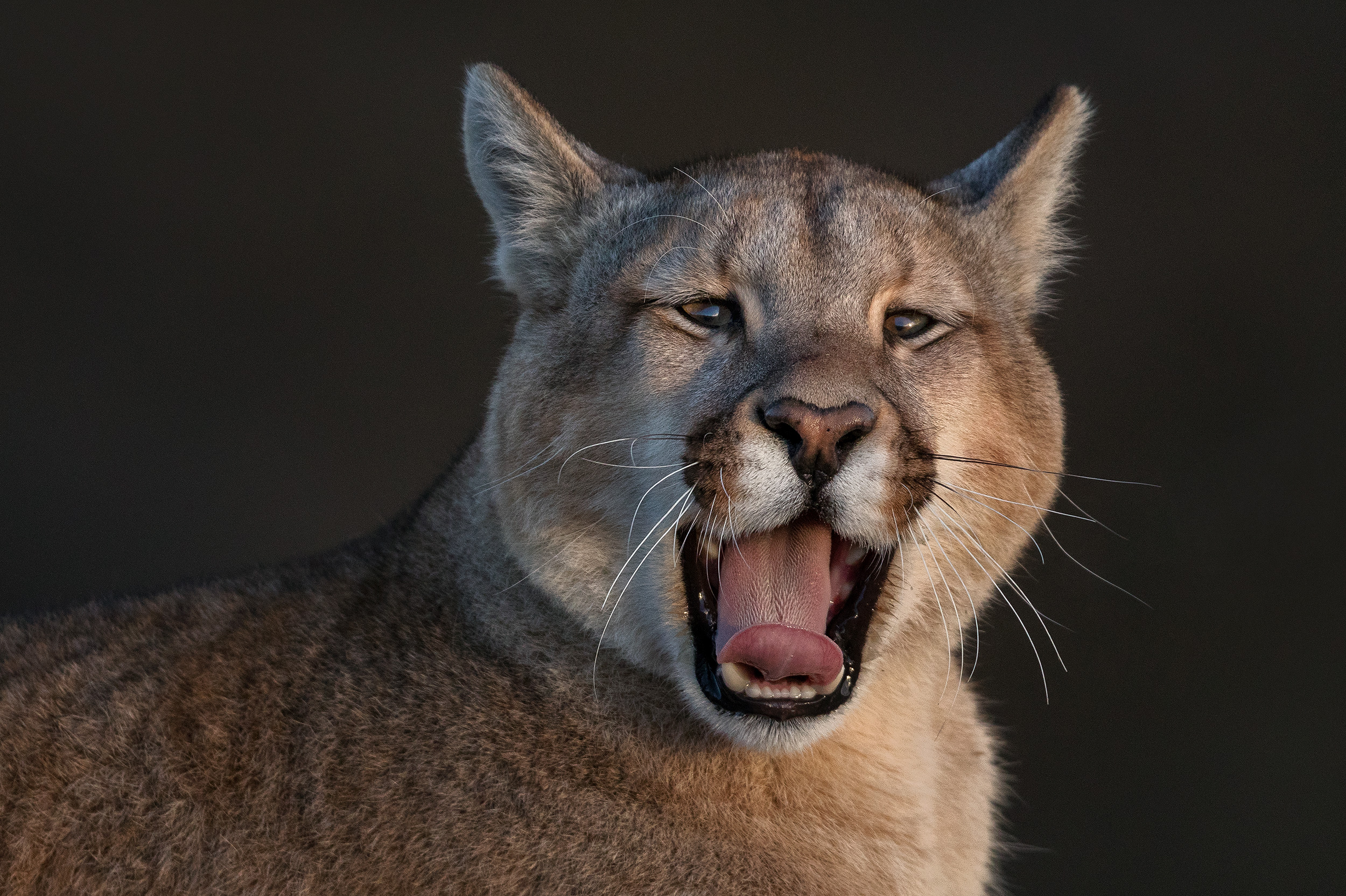 Wild pumas