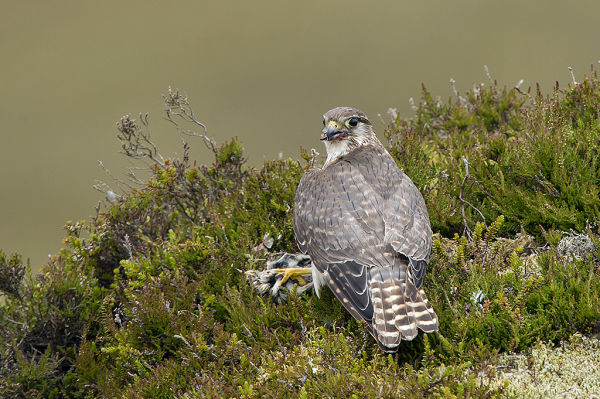 !!! Surveying and monitoring birds B/ - Female Merlin preparing prey for chicks