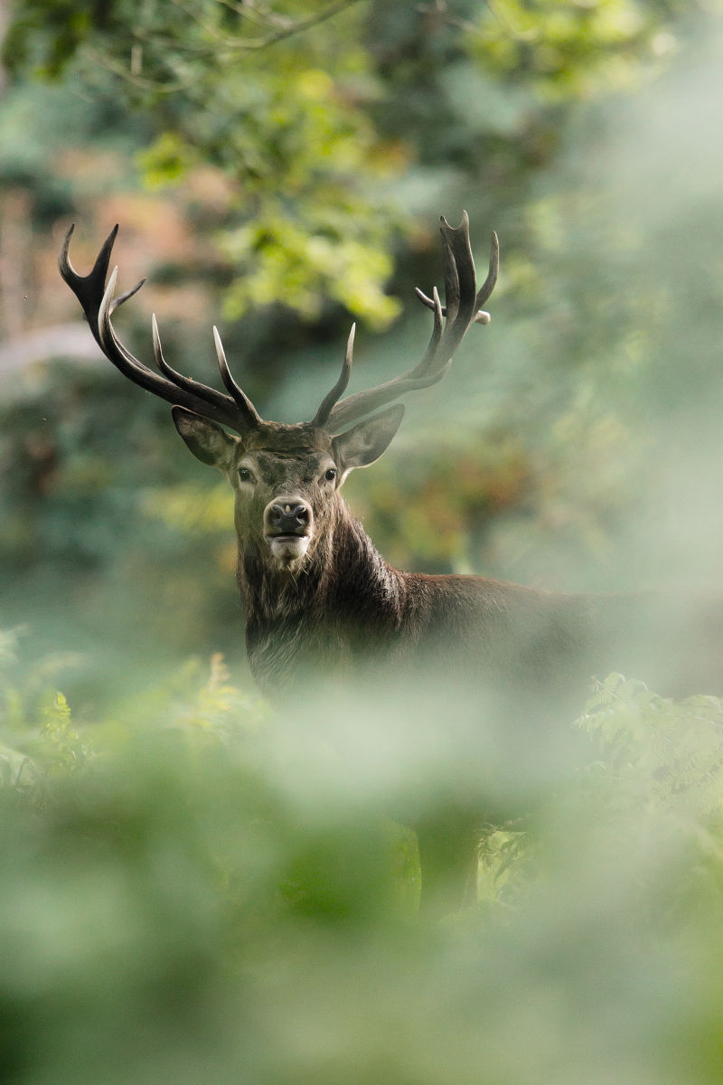 AP­PRE­CIA­TING THE GIFTS OF NA­TU­RE Deer in forrest