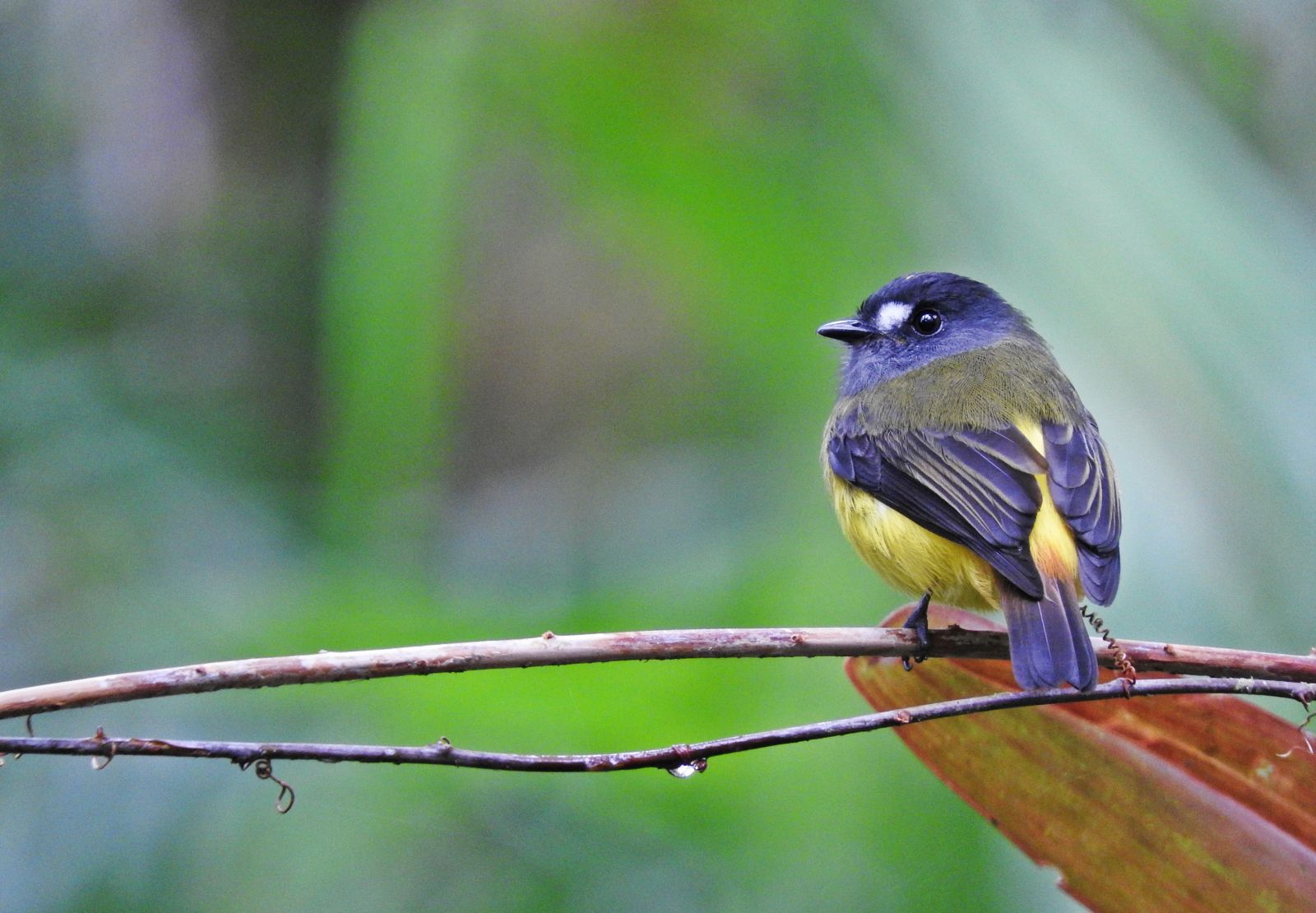 Ornate Flycatcher (Chris Bell)