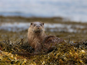 Isle of Mull Otter sitting by Lara Jackson