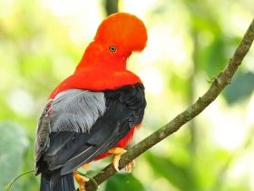 !!! Andean Cock-of-the-rock (Trevor Ellery - Nature Colombia)