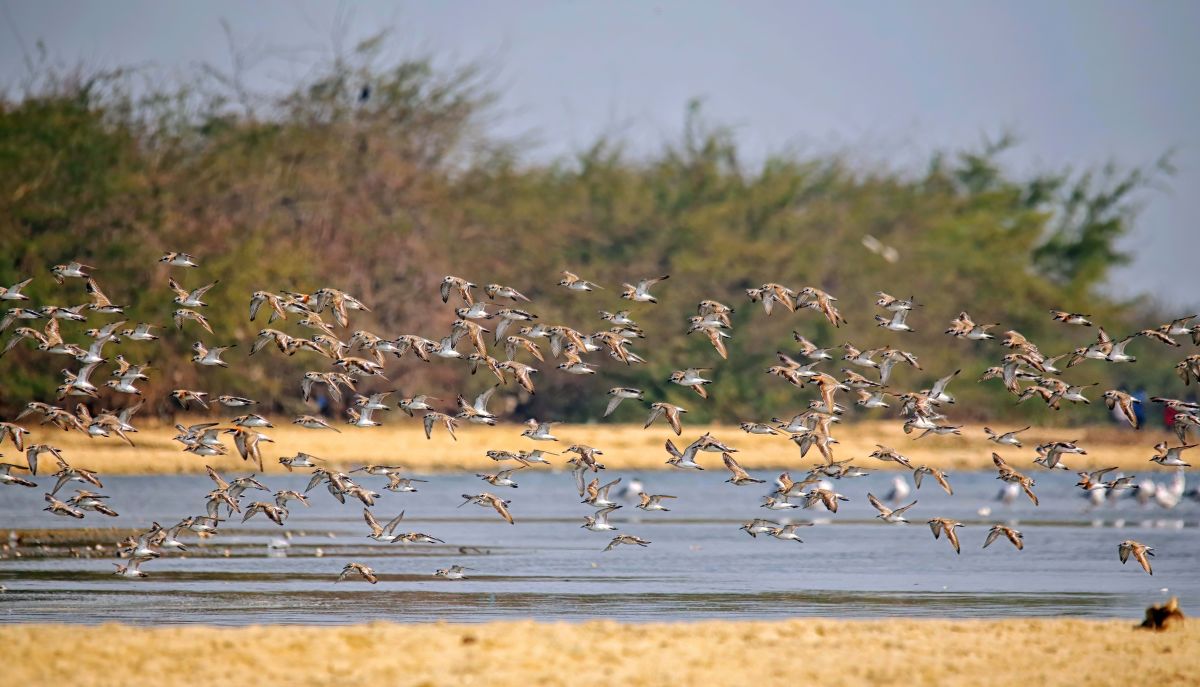 !!!Sand Plovers at the Beach, Surya Ramachandran