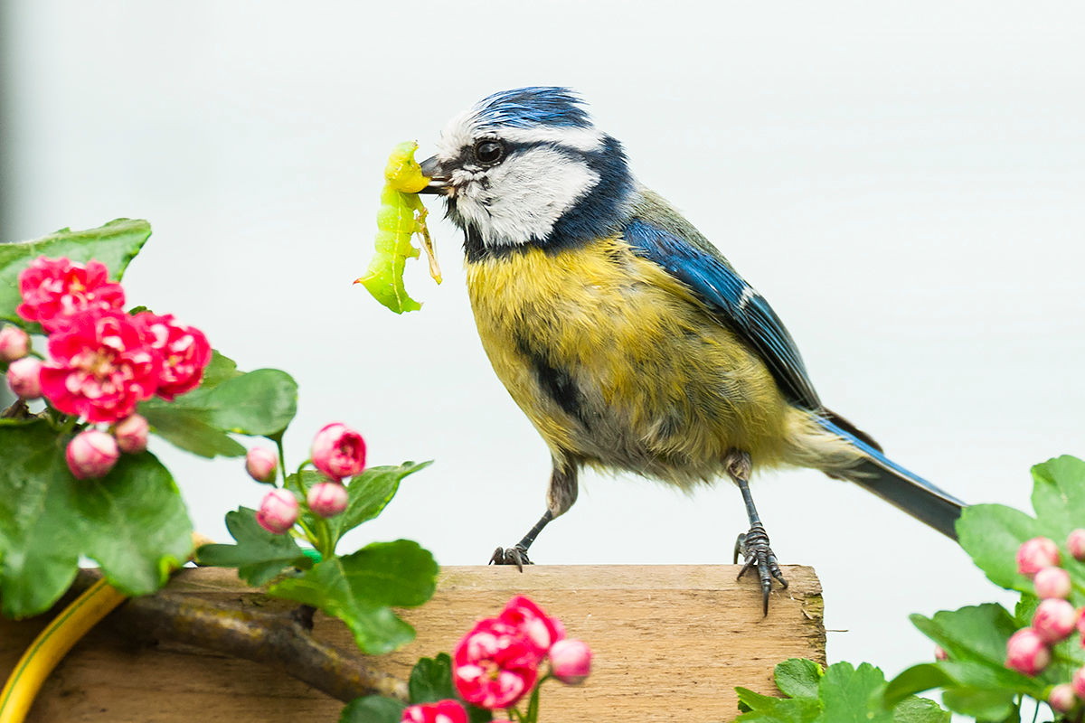 Always hungry – young birds and their (exhausted) parents B/ - Blaumeise LK