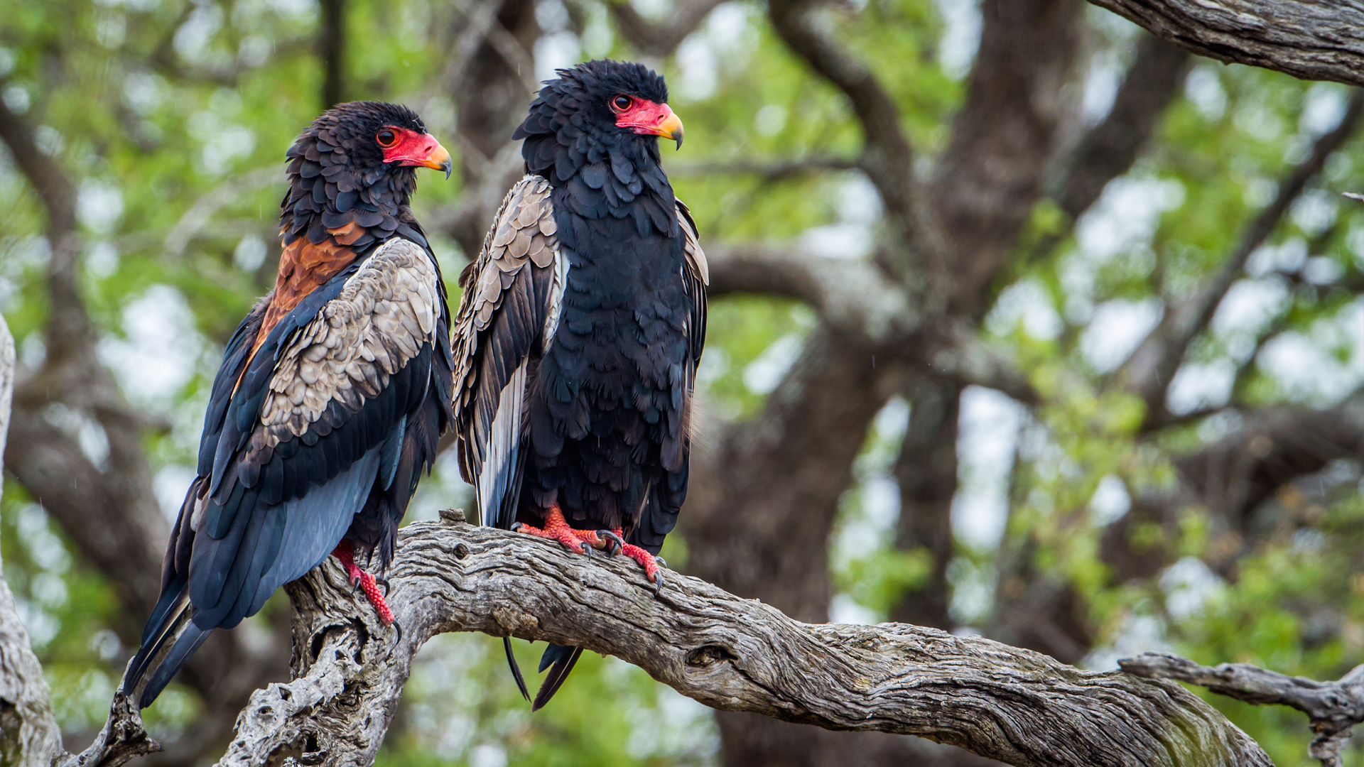 !!!bateleur-bird-south-africa, Andbeyond