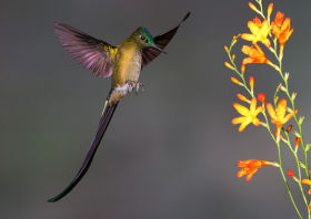 Ecuador, Long-tailed Sylph, Paclo Cervantes Daza ANDES