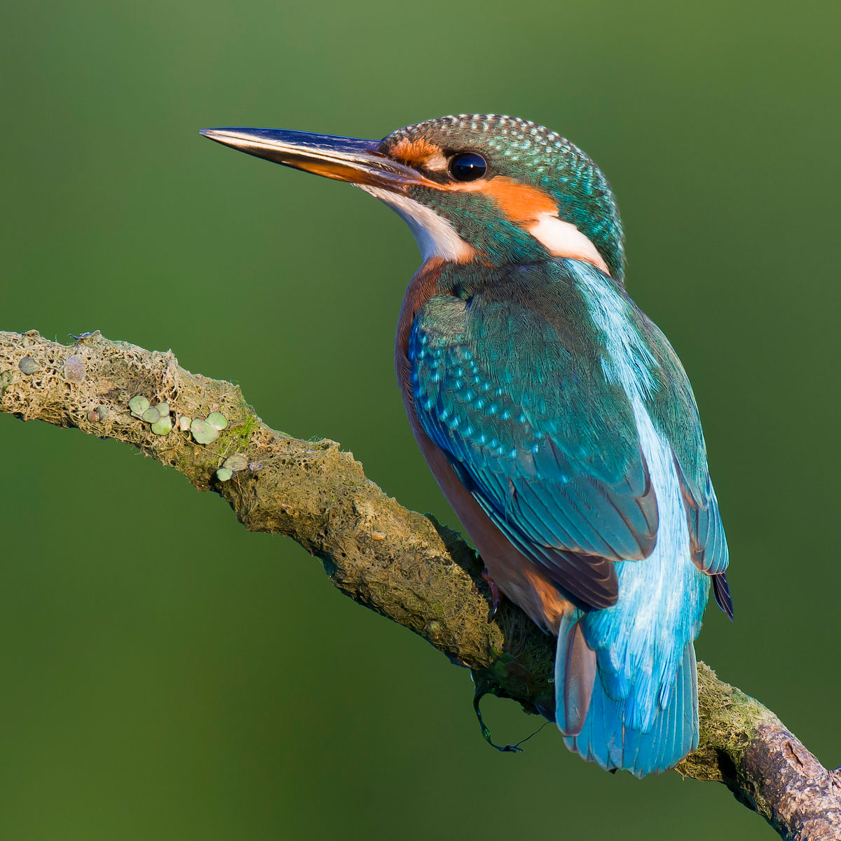 The Common Kingfisher (Alcedo atthis) looks rather exotic. However, it can be found in many parts of Asia and Europe along rivers, streams, lakes, and ponds—almost any fresh or brackish habitat with small fish.