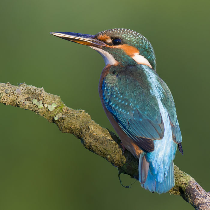 The Common Kingfisher (Alcedo atthis) looks rather exotic. However, it can be found in many parts of Asia and Europe along rivers, streams, lakes, and ponds—almost any fresh or brackish habitat with small fish.