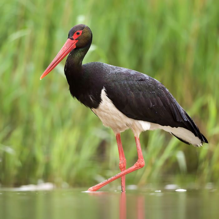 The black stork (Ciconia nigra) measures 95 to 100 cm (37 to 39 in) from beak tip to end of tail with a 145-to-155 cm (57-to-61 in) wingspan, on average. The adult black stork has mainly black plumage, with white underparts, long red legs and a long pointed red beak.