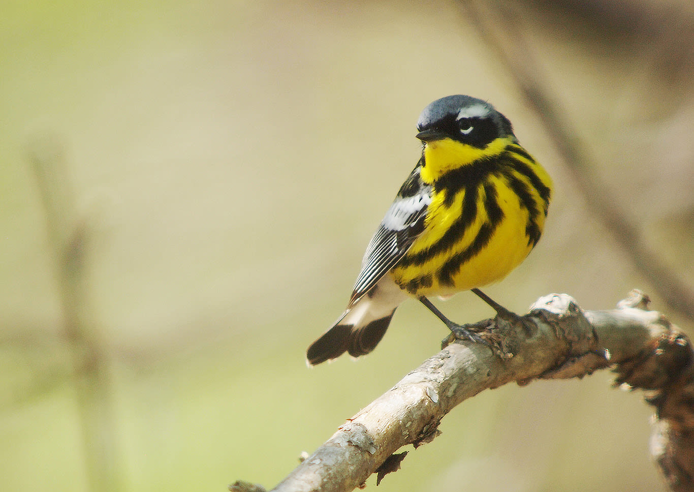 Magnolia Warbler , Clay Taylor