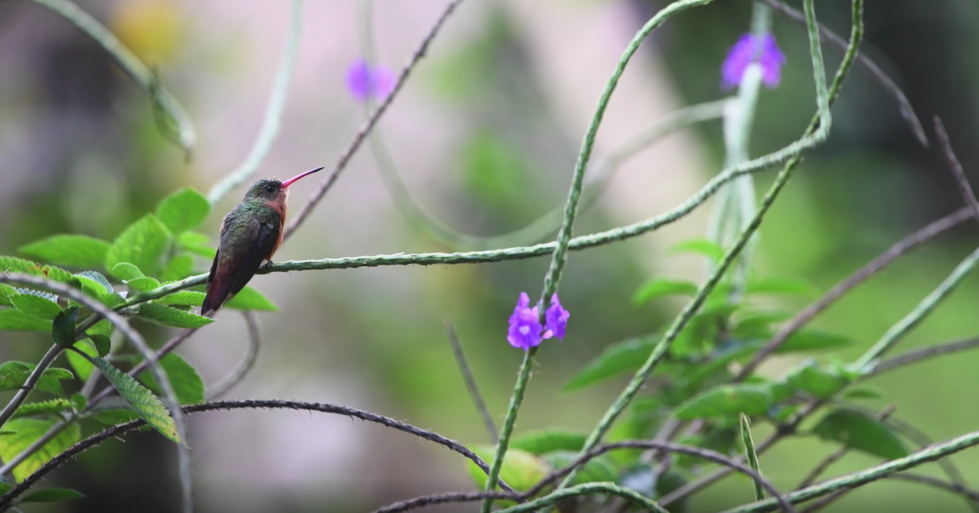 #gobirdingvlog Episode 5: Guatemala B/ - Leander Khil