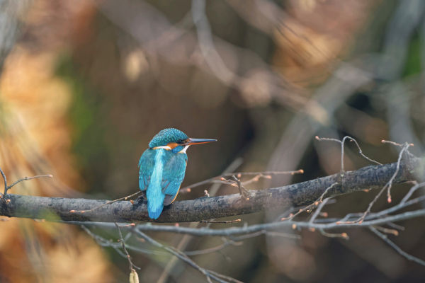 Eisvogel (Alcedo atthis), sitzt af Baumstamm, Blick zur Seite, Rückenansicht, Chiemsee, Chiemgau, Oberbayern, Bayern, Deutschland